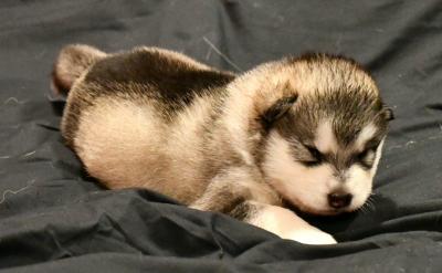 Photo de nos Malamutes d'Alaska