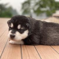 3wk georgia2