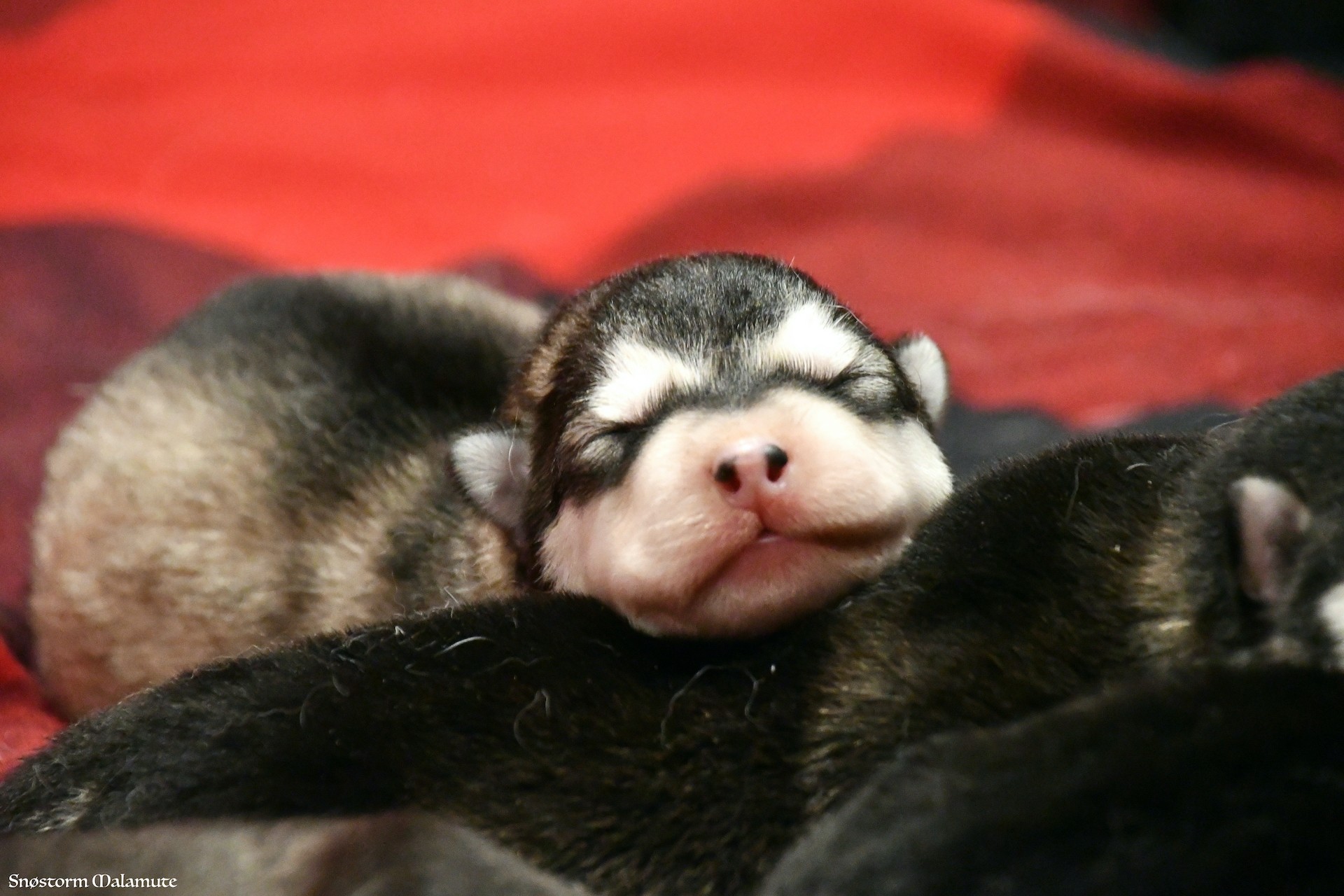 Chiot Malamute