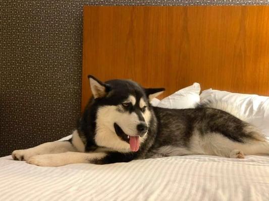 Georgia - Snøstorm Malamute