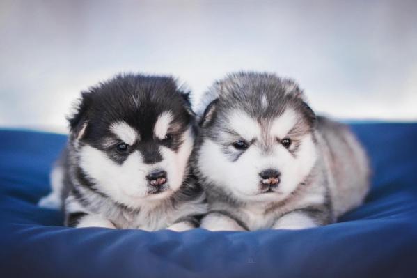 Era - 4 Weeks - Snostorm Malamute